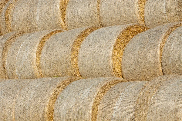 Gathered hay bales in a field — Stock Photo, Image