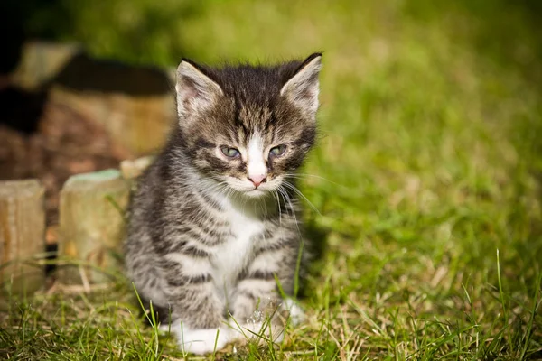 Gatito en la hierba — Foto de Stock