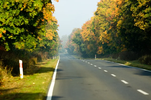 La strada che attraversa la foresta — Foto Stock