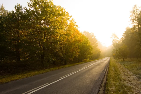 La route menant à travers la forêt — Photo