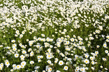 papatyalar bir açıklıkta