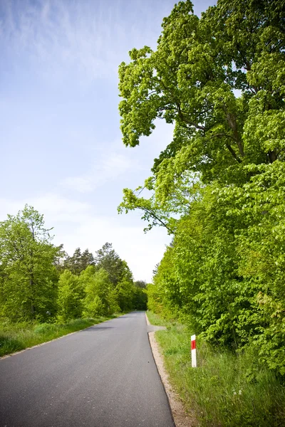 The road in the forest — Stock Photo, Image