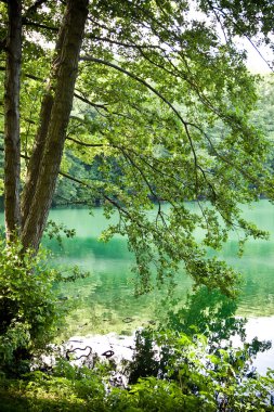 Büyük ağaçlar orman