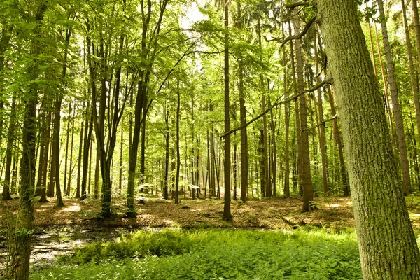 Grandes árvores na floresta — Fotografia de Stock