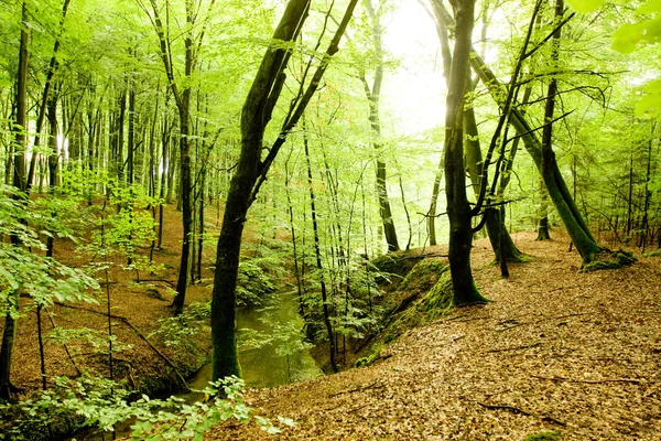 Stora träd i skogen — Stockfoto