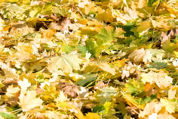 Colorful leaves in late autumn — Stock Photo, Image