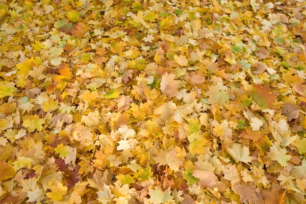 Feuilles colorées fin automne — Photo
