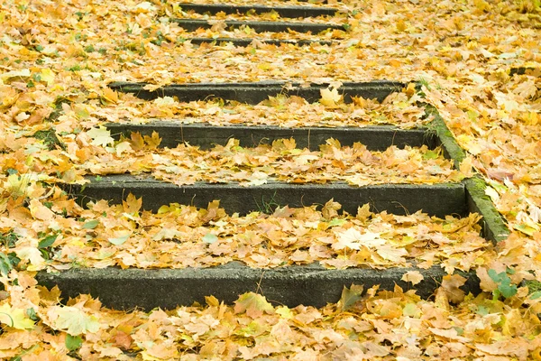 Folhas coloridas no final do outono — Fotografia de Stock
