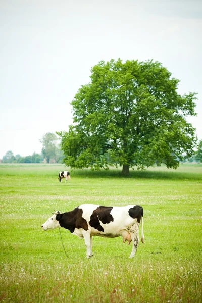 Pastoreio de vacas no campo de grama natural verde — Fotografia de Stock