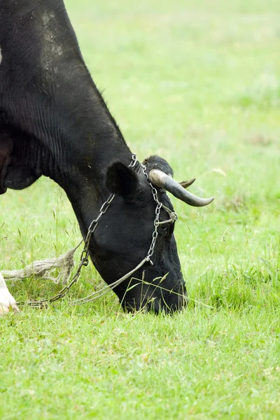 Krowa pasąca na zielonej trawie naturalne pole — Zdjęcie stockowe
