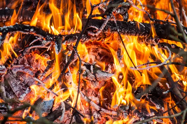 Fire and red embers in the fire Stock Image