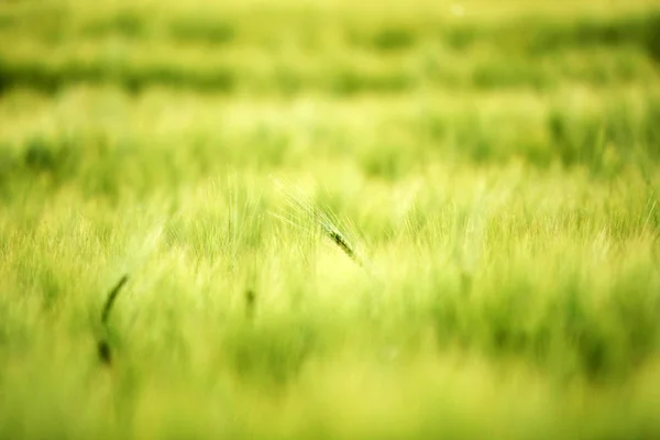 Campo de grãos no campo em cores verdes — Fotografia de Stock