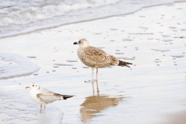Gaviota pájaro que está parado en una playa del mar