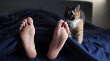 4k 3 takım elbiseli kedi, sahibinin ayaklarının yanında yatacak bir yer hazırlar. Yakın çekim, makro video. Kedi uykusu kavramı