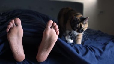 4k 3 takım elbiseli kedi, sahibinin ayaklarının yanında yatacak bir yer hazırlar. Yakın çekim, makro video. Kedi uykusu kavramı