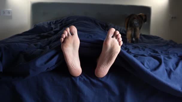 Тримісний Кіт Готує Місце Сну Ліжку Поруч Ногами Власника Крупним — стокове відео