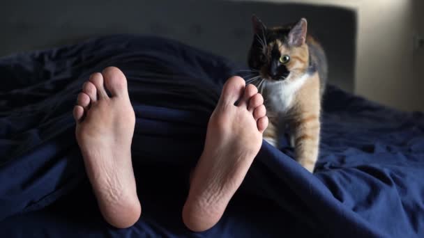 Három Egyszínű Macska Készít Egy Hely Aludni Ágyban Mellett Tulajdonos — Stock videók