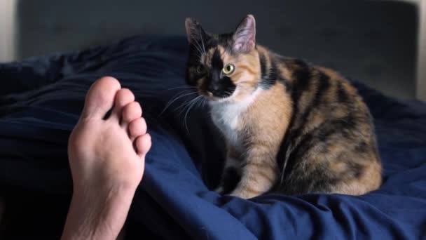 3に適した猫は 所有者の足の横にベッドで寝る場所を準備します クローズアップ マクロビデオ 猫の睡眠の概念 — ストック動画