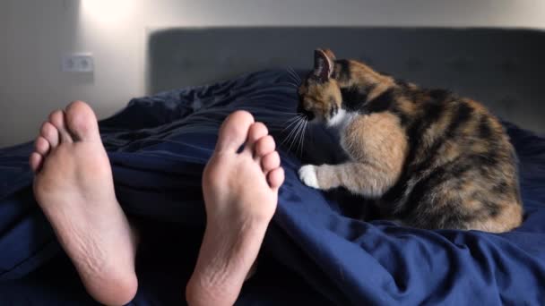 Tresitsiga Katt Förbereder Plats Att Sova Sängen Bredvid Ägarens Fötter — Stockvideo