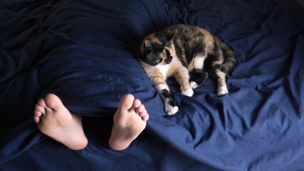 4Kの3つの猫に適してベッドの所有者の足の横に眠りに落ちる クローズアップ マクロビデオ 猫の睡眠の概念 — ストック動画