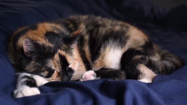 Трьохкомфортна Кішка Спить Гучно Крупним Планом Макро Відео Концепція Сну — стокове відео