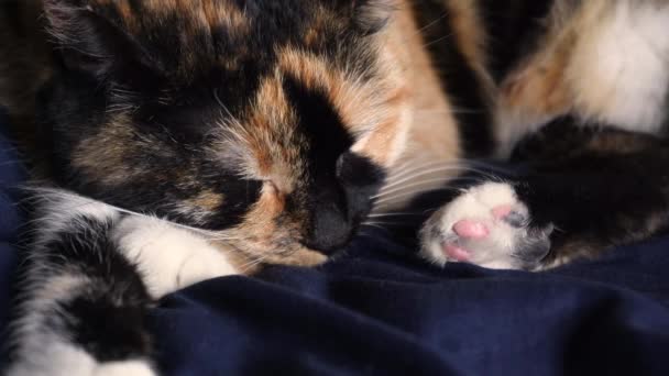 Gato Três Ternos Com Olhos Verdes Desperta Close Macro Vídeo — Vídeo de Stock