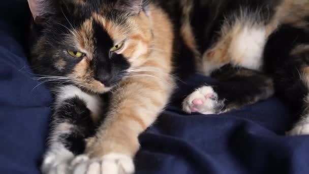 고양이는 카메라를 잠들어 법이지 클로즈업 매크로 비디오 주인의 침대에서 고양이 — 비디오