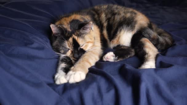 3緑の目を持つ猫に適して眠りにカメラを見て落ちる クローズアップ マクロビデオ 所有者のベッドで猫の睡眠 — ストック動画