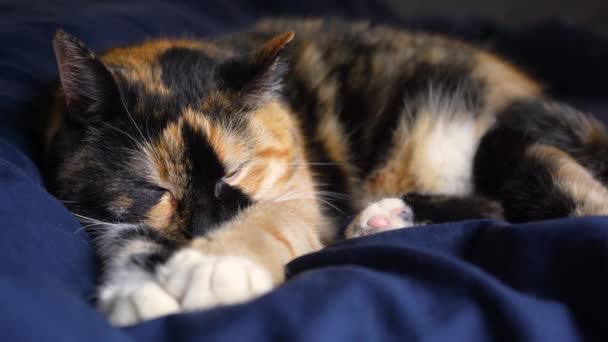 3緑の目を持つ猫に適して眠りにカメラを見て落ちる クローズアップ マクロビデオ 所有者のベッドで猫の睡眠 — ストック動画