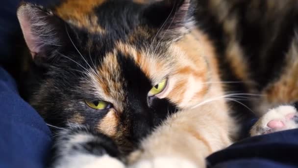 고양이는 카메라를 잠들어 클로즈업 매크로 비디오 주인의 침대에서 고양이 — 비디오