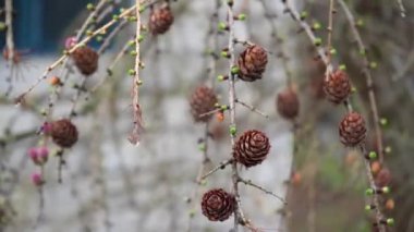 Hanging branches of larch with bunches of young green needles and male and female inflorescences on them in early spring. Raindrops flow down from the branches. Purple cones on a coniferous tree