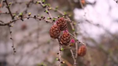 Hanging branches of larch with bunches of young green needles and male and female inflorescences on them in early spring. Raindrops flow down from the branches. Purple cones on a coniferous tree