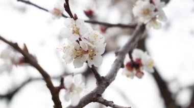 4K flowering Cherry flowers on white background close-up. Details of flowering fruit tree. Naked branches without leaves in spring. Garden in march