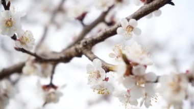 4K çiçek açan kiraz çiçekleri beyaz arka planda, yakın plan. Çiçek açan meyve ağacının detayları. Baharda yaprakları olmayan çıplak dallar. Mart 'ta bahçe
