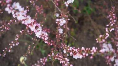 4K çiçek açan kiraz çiçekleri beyaz arka planda, yakın plan. Çiçek açan meyve ağacının detayları. Baharda yaprakları olmayan çıplak dallar. Mart 'ta bahçe