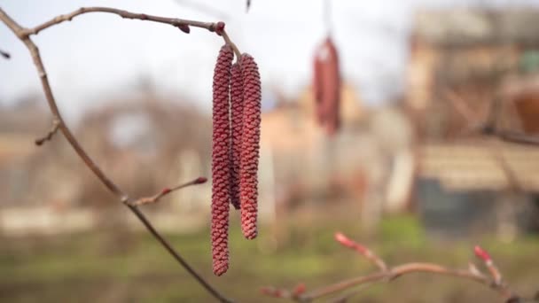 Hnědé olšové kočičky visí na větvi a na jaře se houpají ve větru. 4K zblízka, rozmazané pozadí — Stock video