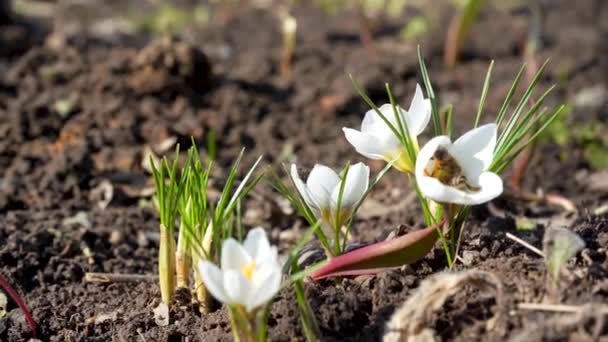 最初の春の花はミツバチによって授粉されます。昆虫マクロによる花粉の収集。野外での芽のクローズアップ — ストック動画