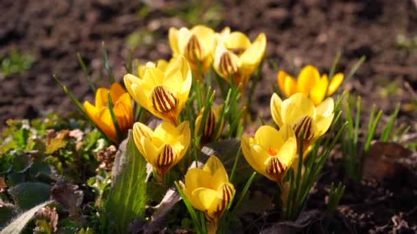 The first spring flowers are pollinated by honey bees. Collection of pollen by insects macro. buds close-up in open ground — Video