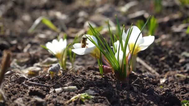 De första vårblommorna pollineras av honungsbin. Insamling av pollen av insekter makro. knoppar närbild i öppen mark — Stockvideo