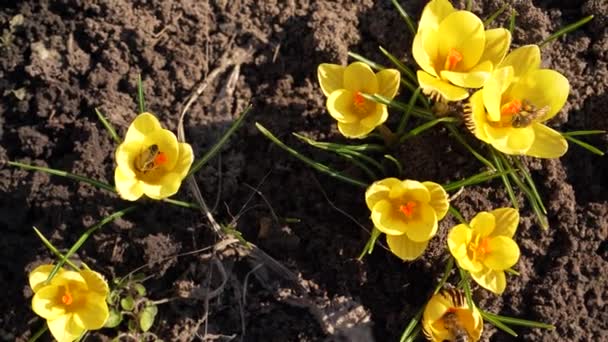 De eerste lentebloemen worden bestoven door honingbijen. Verzameling van stuifmeel door insecten macro. knoppen close-up in volle grond — Stockvideo