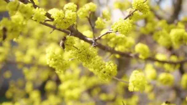 Las abejas melíferas recogen néctar en Dogwood o ramas de cornel europeas en primavera en flor, cerezo Corneliano con flores amarillas a la luz del sol. Primer plano 4K. Polinización de flores de árbol — Vídeo de stock