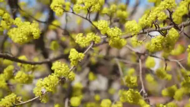 Honey bees collect nectar in Dogwood or european cornel tree branches springtime in bloom, Cornelian cherry with yellow flowers in sunlight. 4K close-up. Polination of tree flowers — Stockvideo