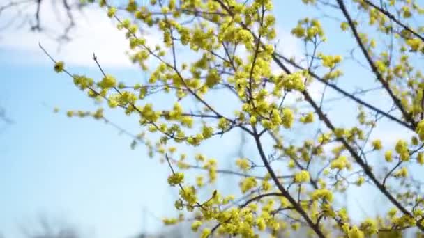 Medonosné včely sbírají nektar v kvetoucích větvích Dogwoodu nebo evropského kornelu, třešně z korneolu se žlutými květy na slunci. 4K detailní záběr. Polinace květin stromů — Stock video