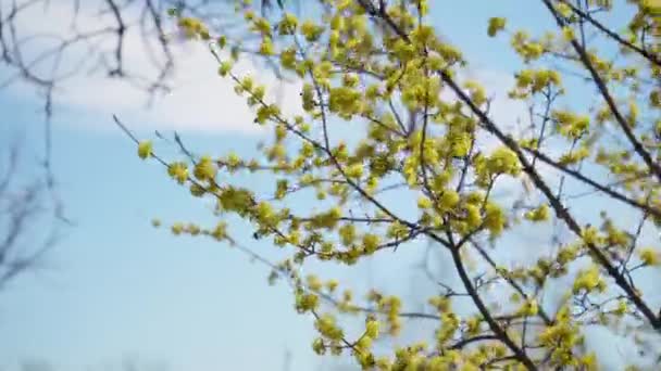 Honungsbin samlar nektar i Dogwood eller europeiska kornträd grenar våren i blom, kornelianska körsbär med gula blommor i solljus. 4K närbild. Polinering av trädblommor — Stockvideo