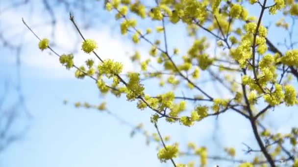 Honingbijen verzamelen nectar in Dogwood of Europese korreltakken in bloei, Corneliaanse kers met gele bloemen in zonlicht. 4K close-up. Polineren van boombloemen — Stockvideo