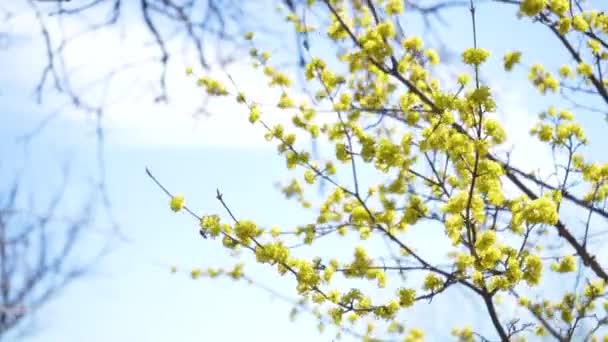 Abelhas de mel coletam néctar em Dogwood ou ramos de cornel europeus primavera em flor, cereja Corneliana com flores amarelas à luz do sol. 4K close-up. Polinização de flores de árvores — Vídeo de Stock