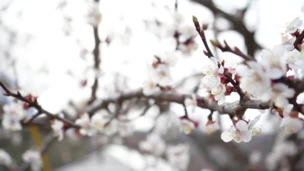 4K开花樱桃花白色背景特写。正在开花的果树的细节。春天光秃秃的枝干没有叶子.三月中的花园 — 图库视频影像