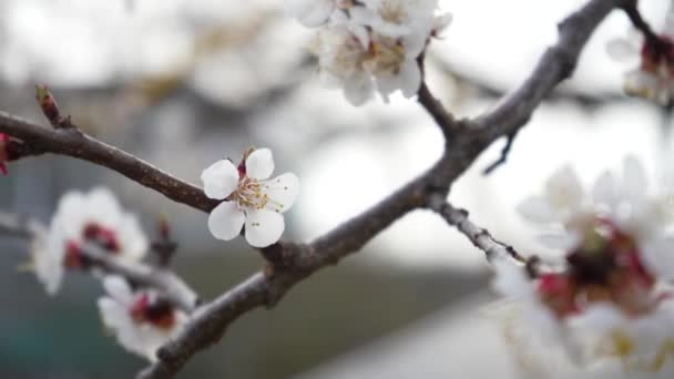 4K flowering Cherry flowers on white background close-up. Details of flowering fruit tree. Naked branches without leaves in spring. Garden in march — Vídeos de Stock