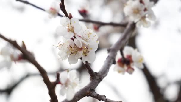 4K blommande körsbär blommor på vit bakgrund närbild. Uppgifter om blommande fruktträd. Nakna grenar utan blad på våren. Trädgård i mars — Stockvideo