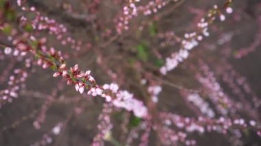 cherry blossom branches close up. blooming pink and white flowers from buds on the twigs of a fruit tree in spring